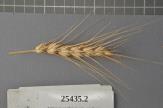 Click for 1 image(s) for this accession. Spike